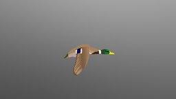 Mallard Duck