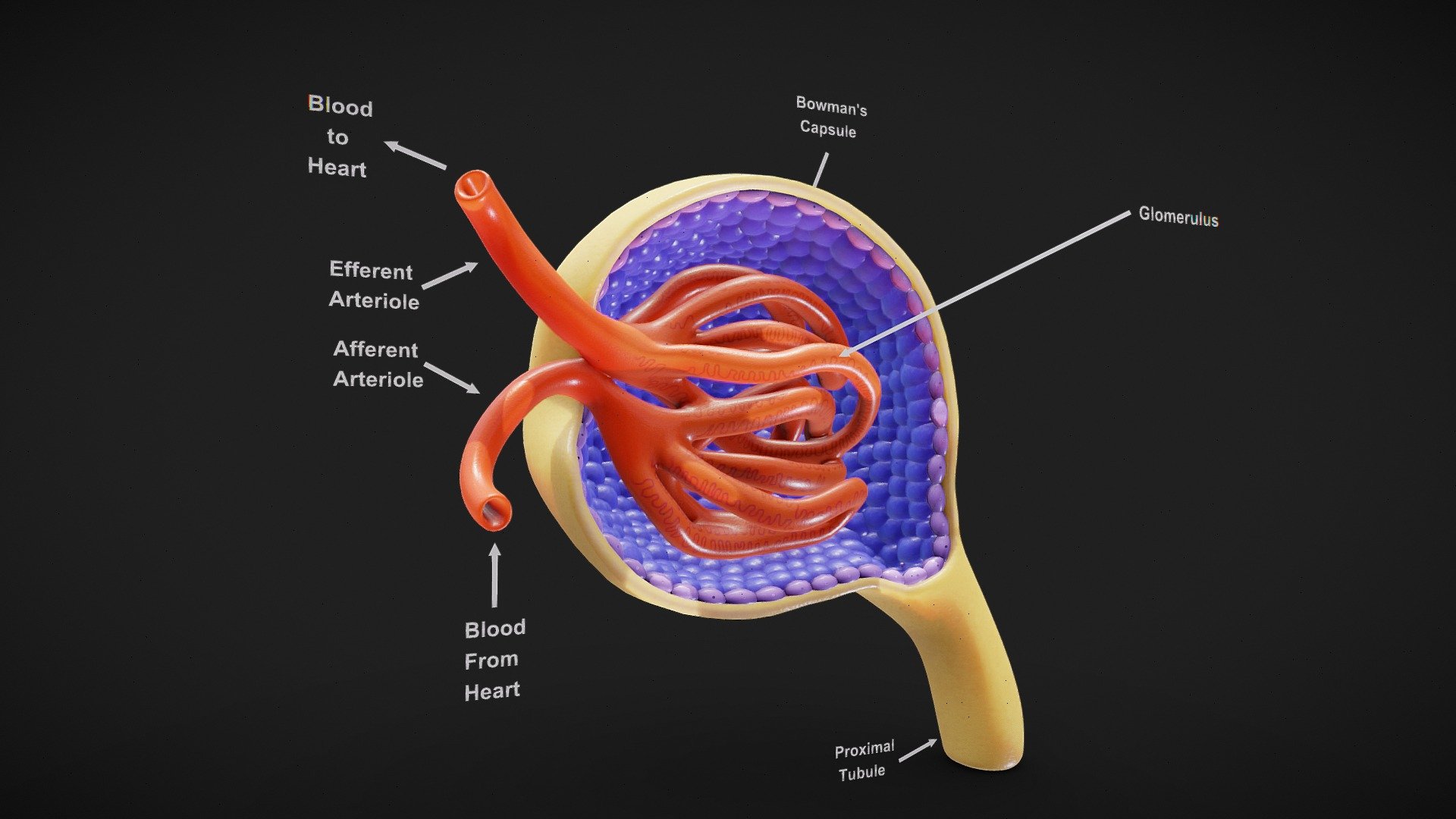 Glomerulus Anatomy 3d model