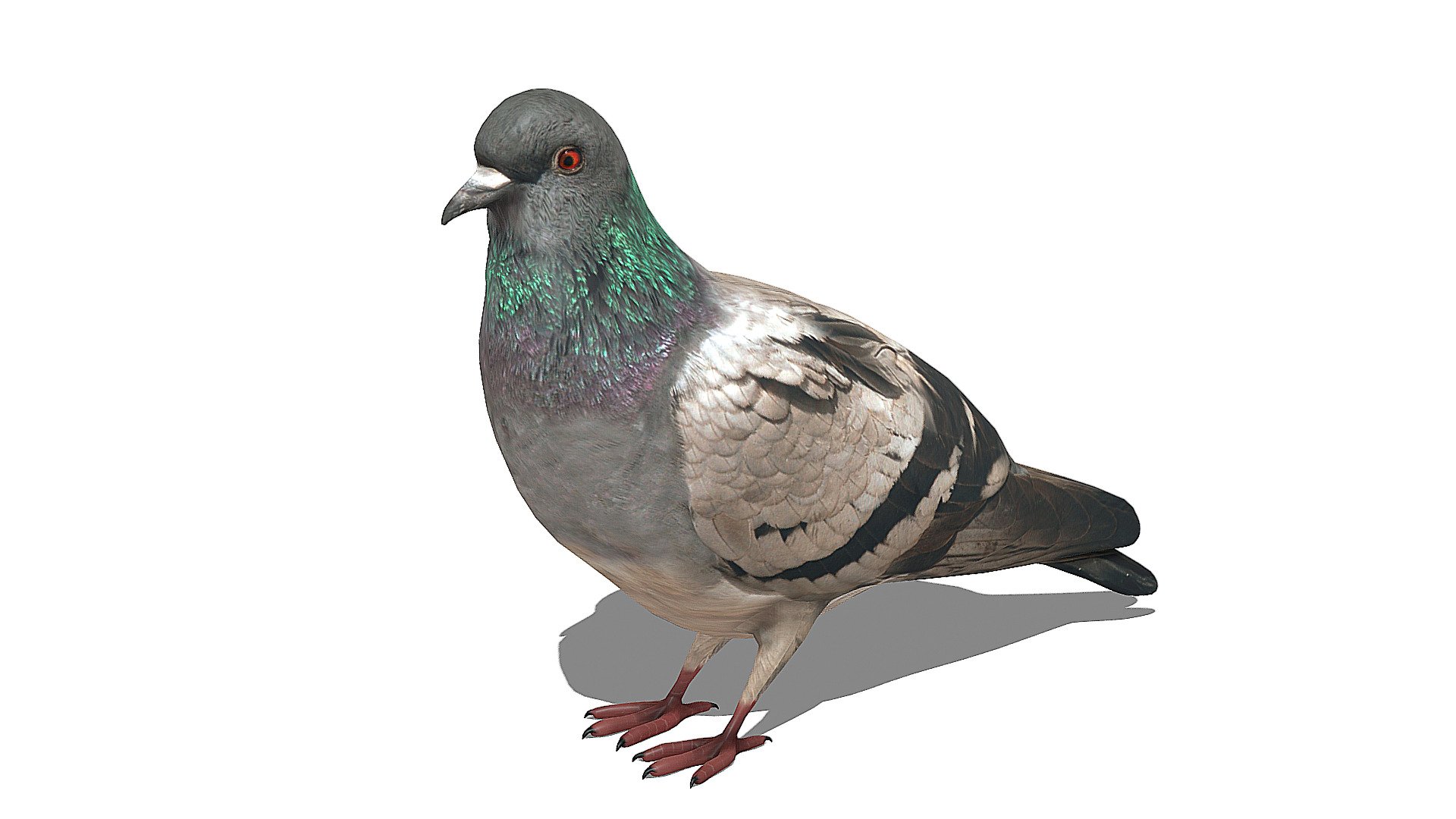 Pigeon #1 3d model