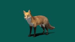 Red Fox