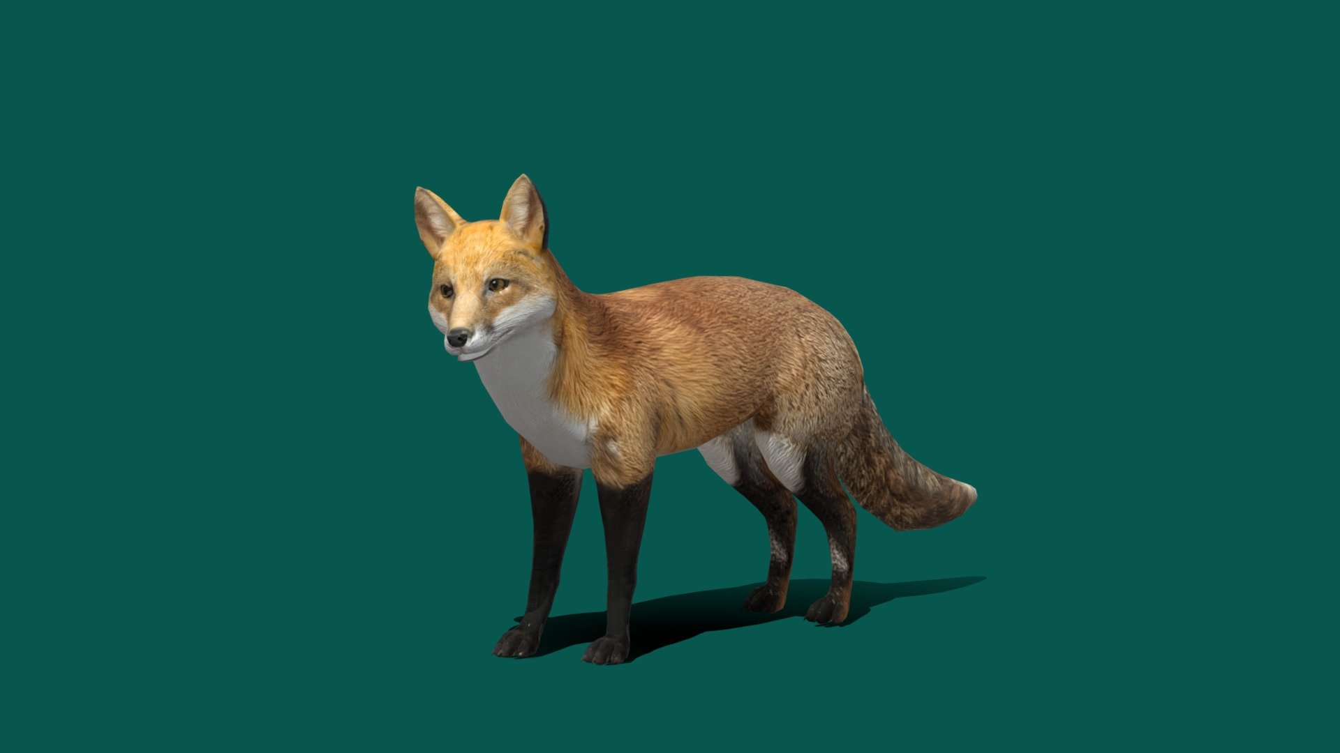 Red Fox 3d model