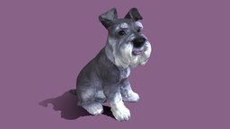 Miniature Schnauzer adult dog