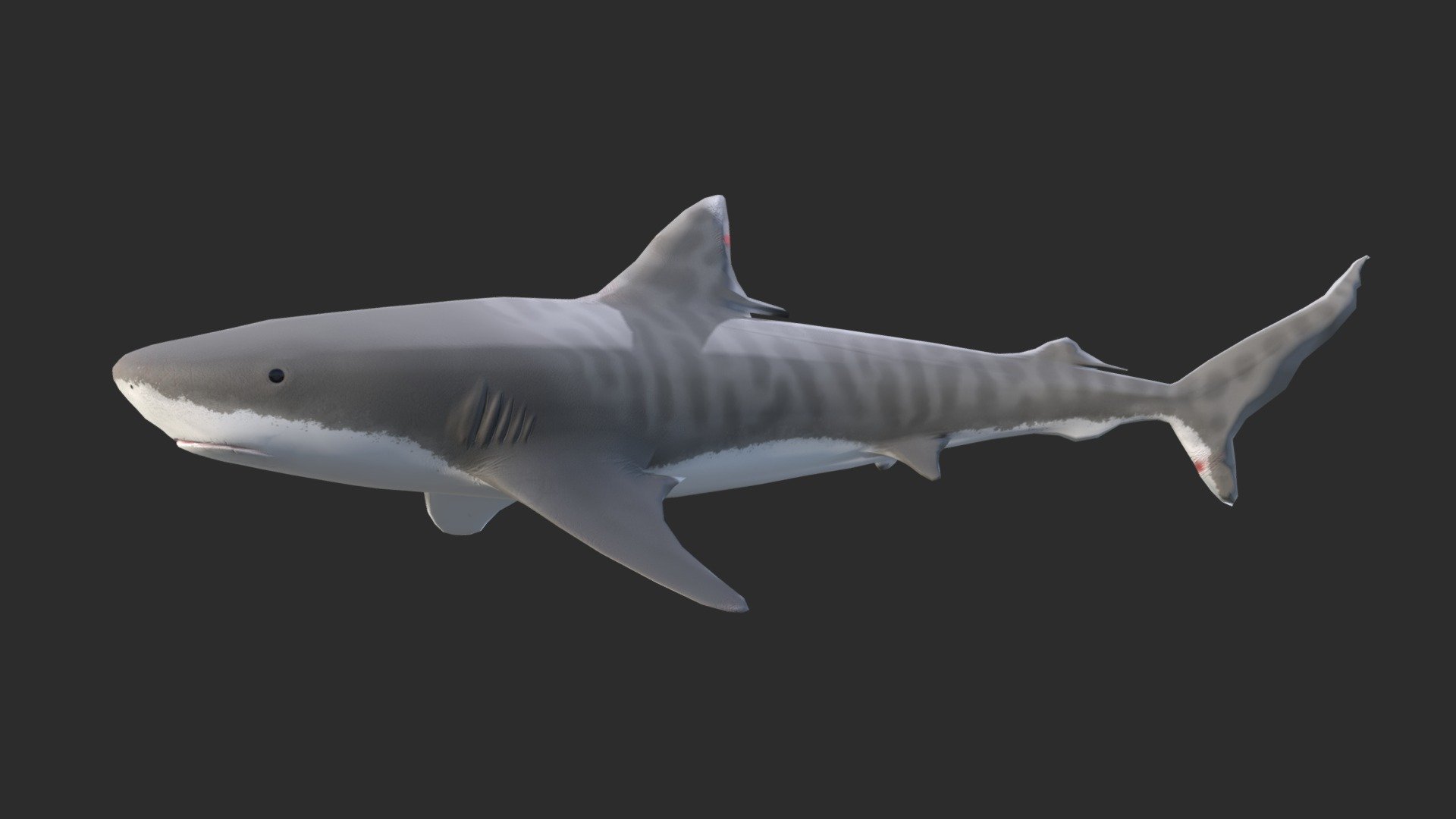 Tiger Shark (Galeocerdo Cuvier) 3d model