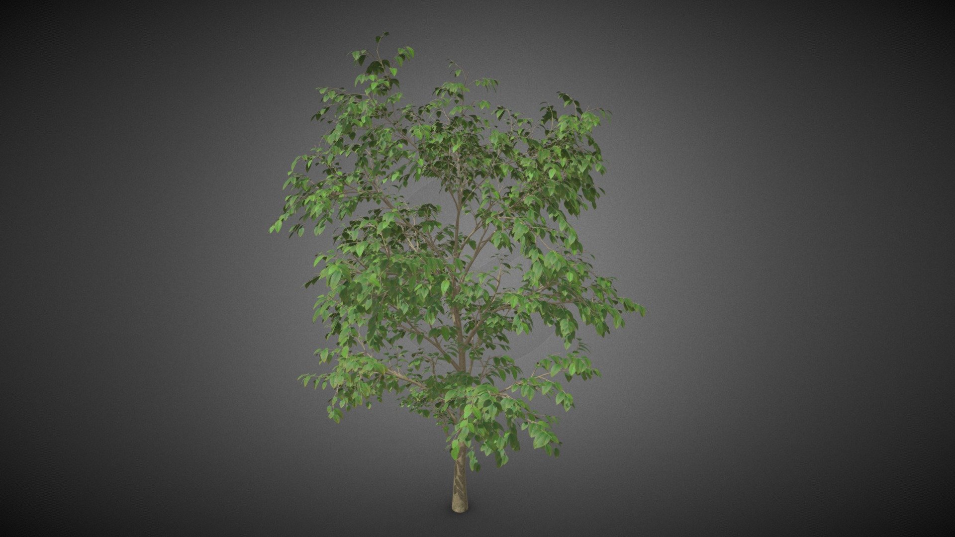 Tree shrub 3d model