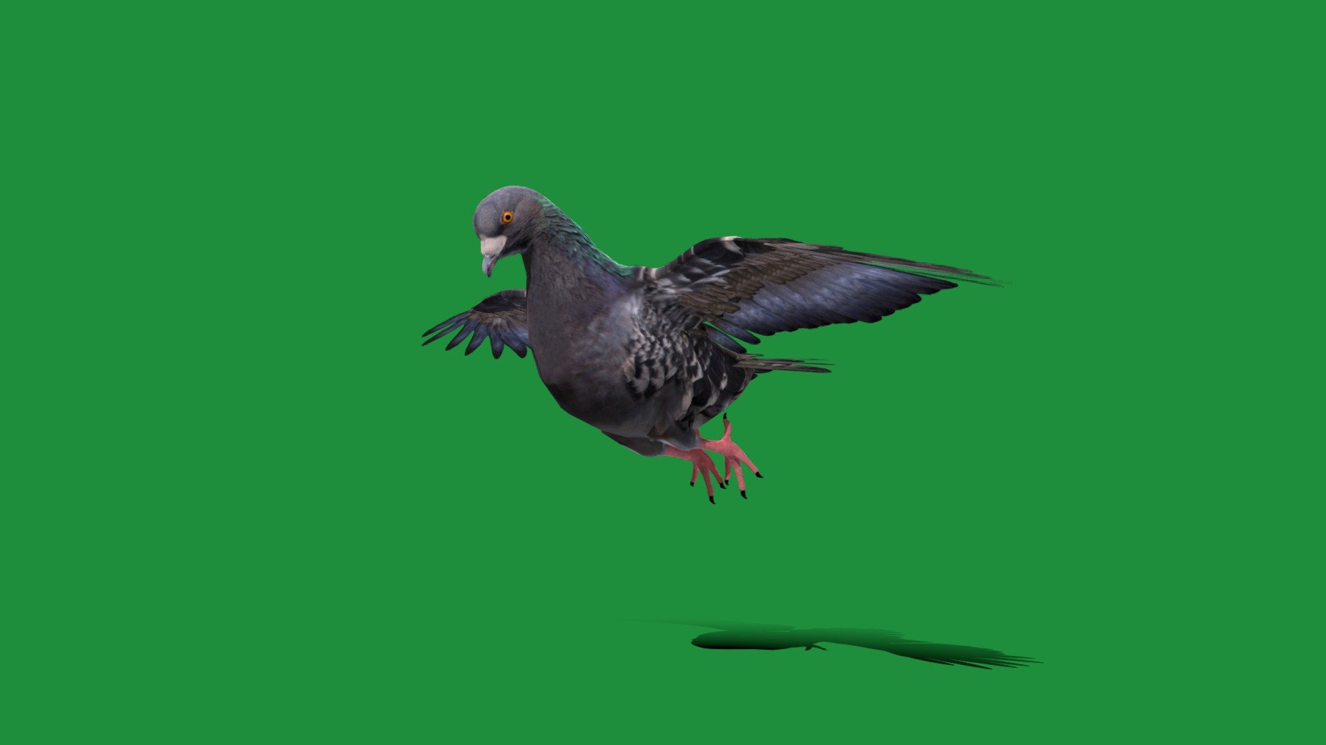 Gascogne Pigeon Bird Breed 3d model