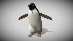 Walking Adelie Penguin