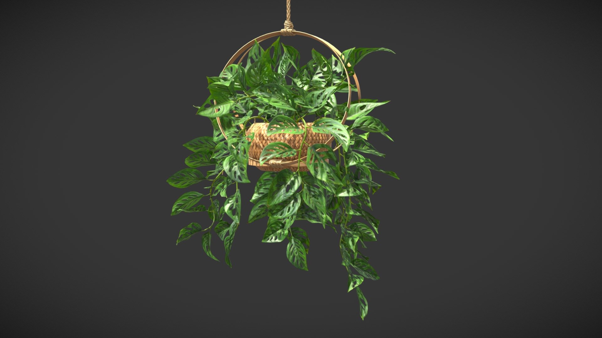 Monstera Adansonii 3d model