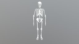 Human Skeleton