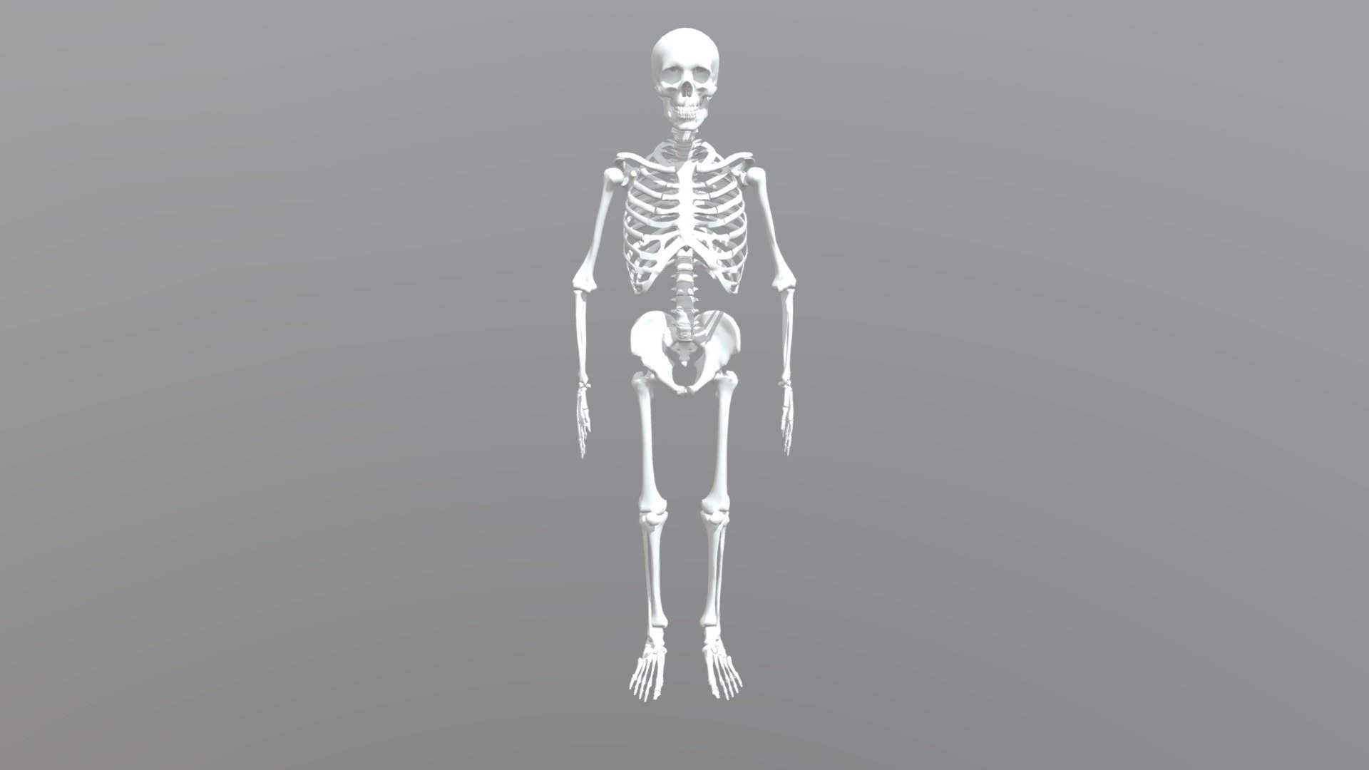 Human Skeleton 3d model