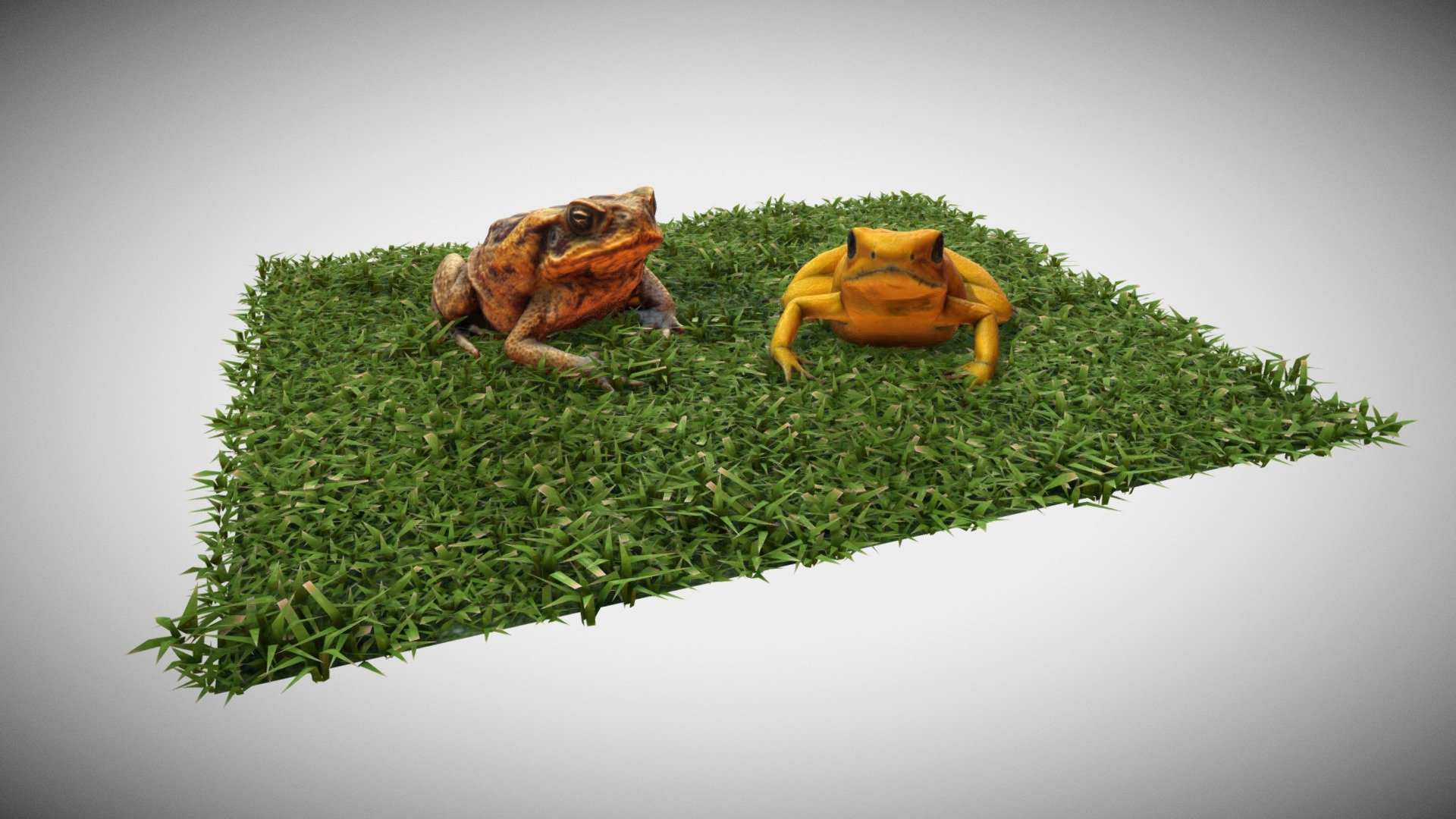 Frog Composition 3d model