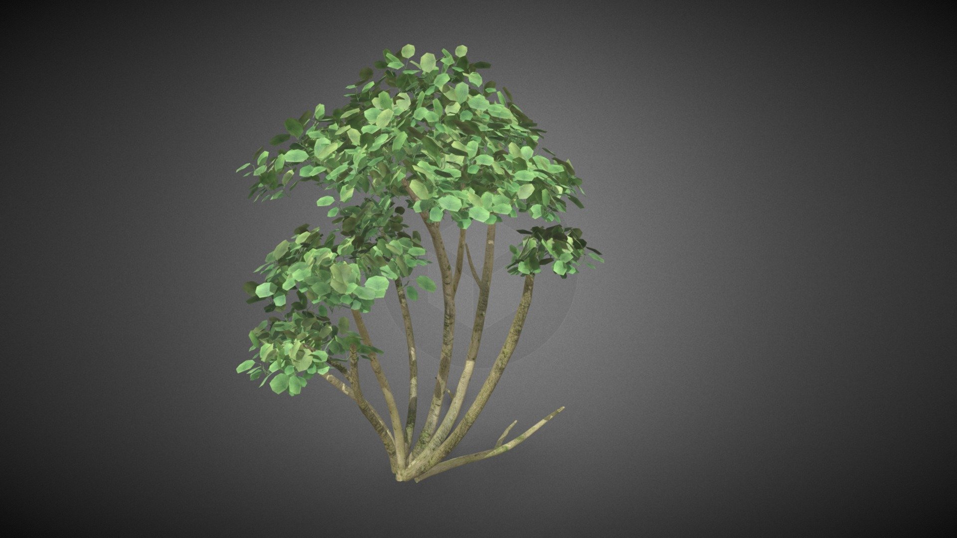 Tree shrub 3d model