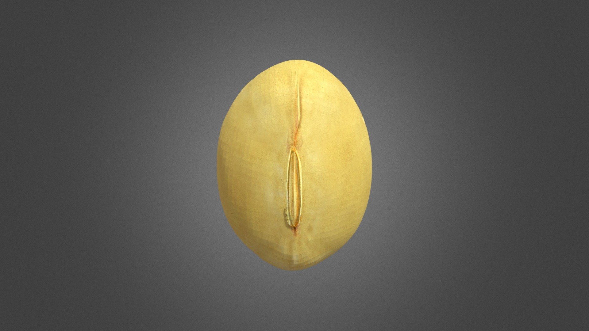 Soybean Yellow Bean 3d model