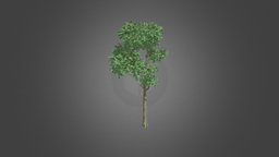 tree plant