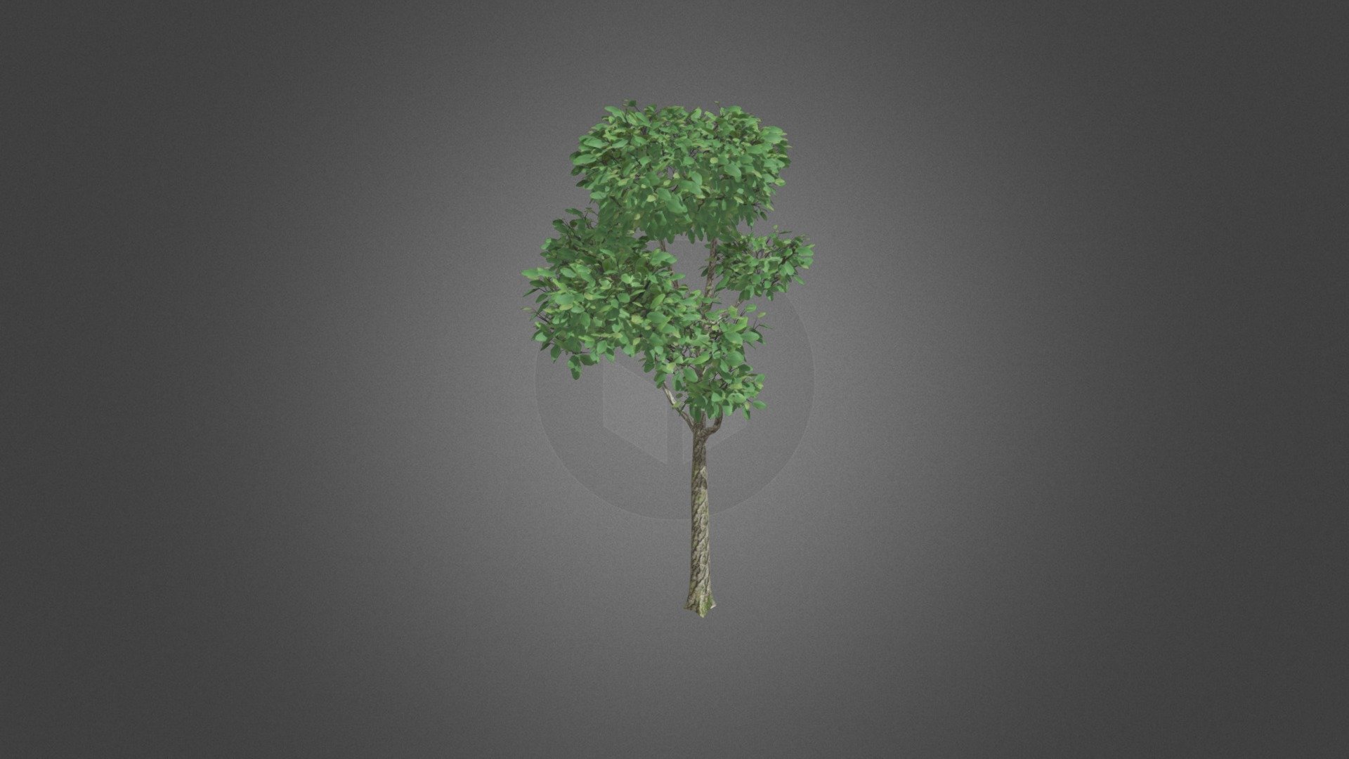 tree plant 3d model