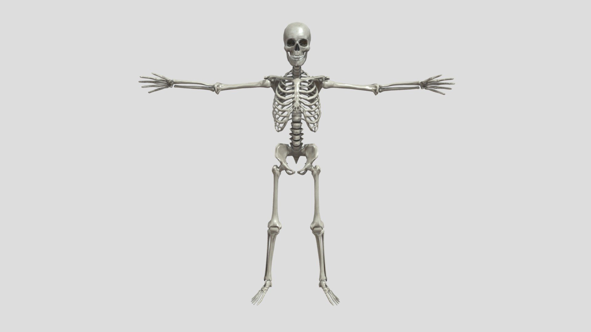 Human Skeleton Medical Art Reference 3D Model 3d model