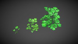 Coriander All Stages