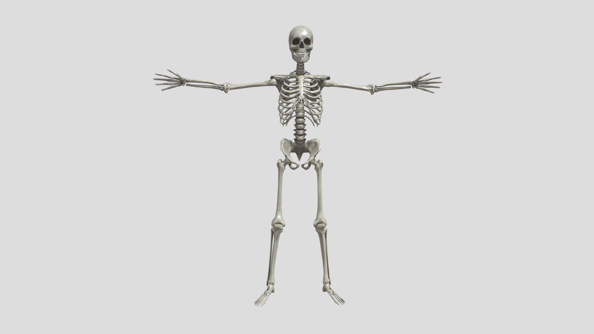 【HD 3D】Human Skeleton 3d model