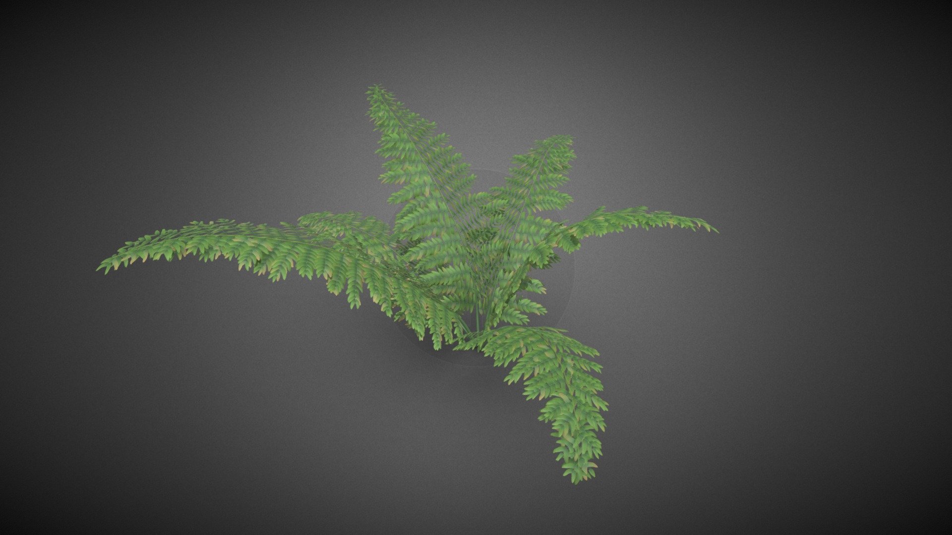 Ferns shrub flower 3d model