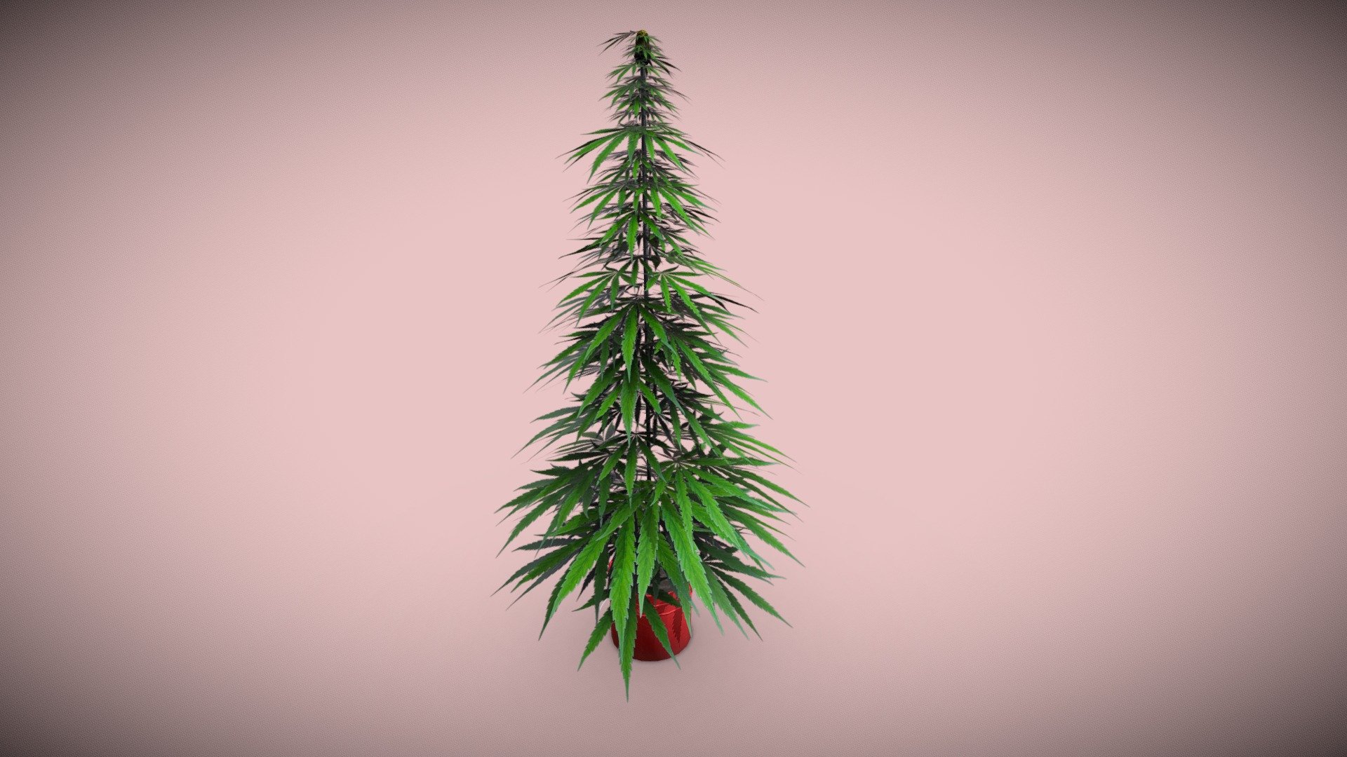 Cannabis Plant. 3d model