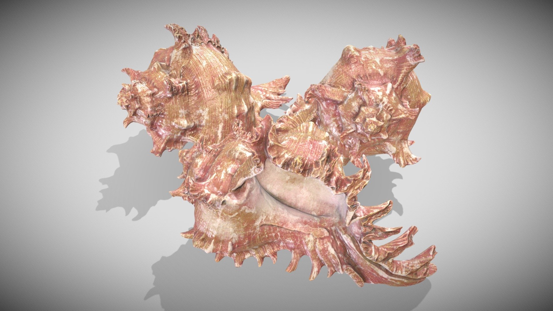 Trio Murex Romosus 3d model