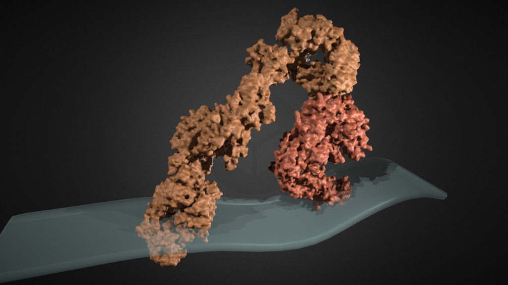 Integrin Mechanics 3d model