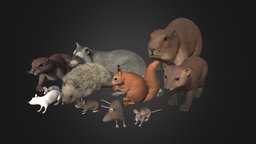 Pack Of Small Animals