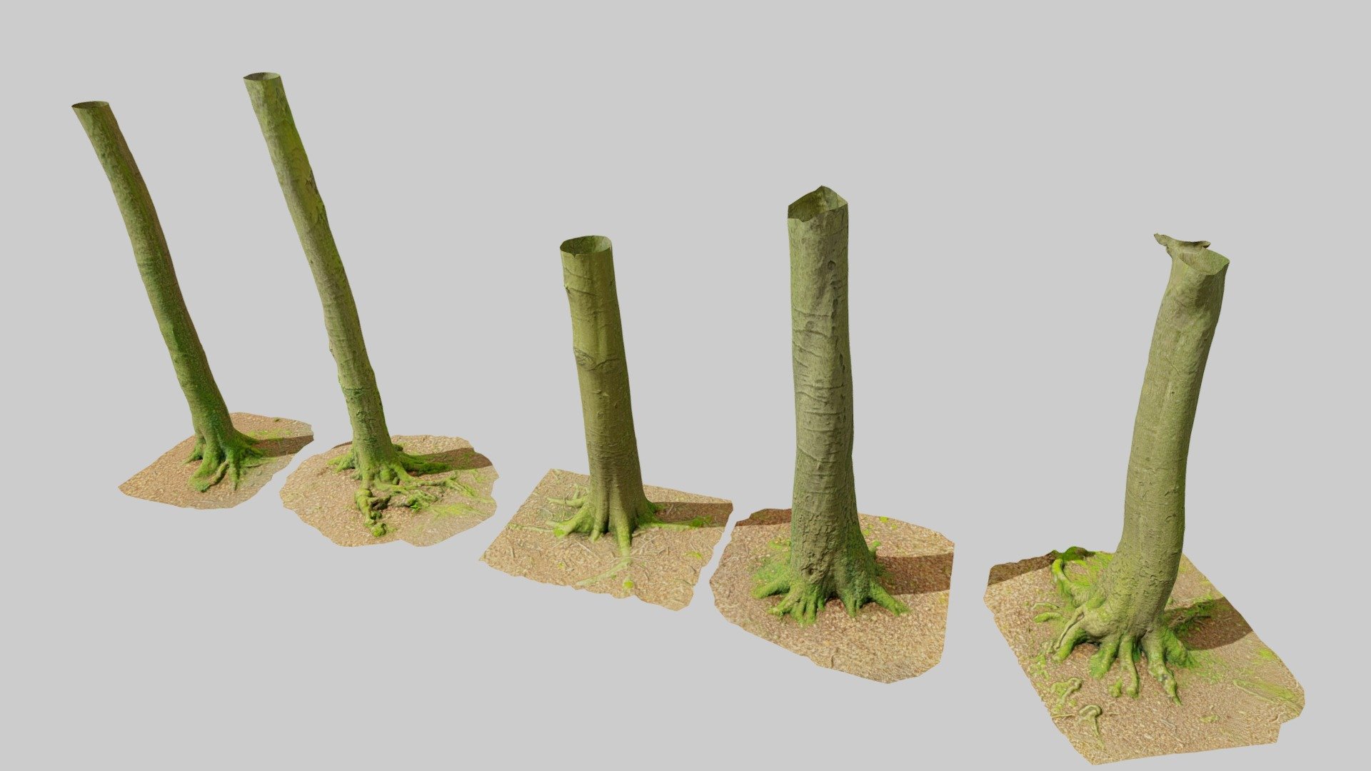 Beech Tree Trunk Scan Roots Collection 3d model