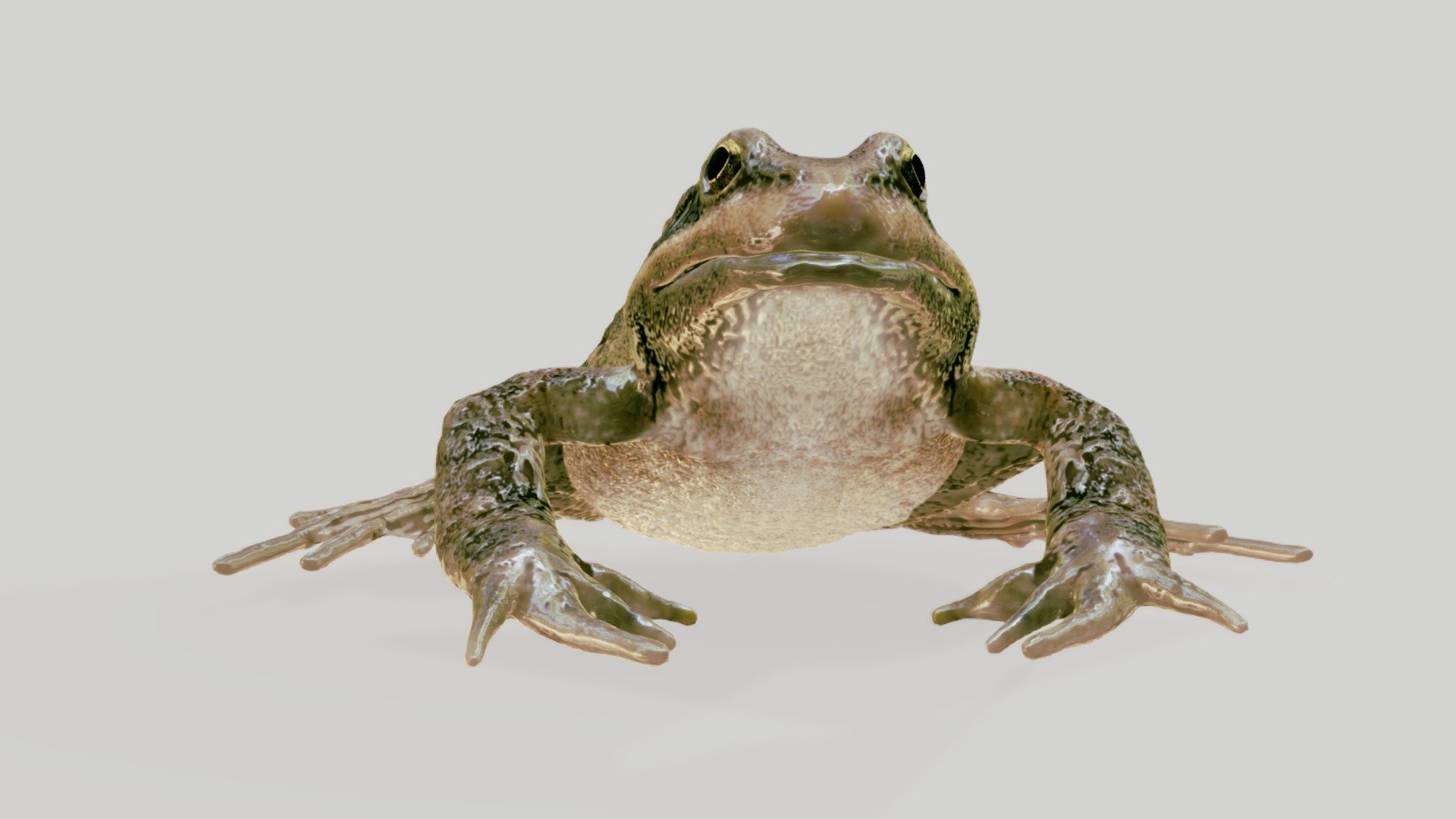 Animated common frog 3d model