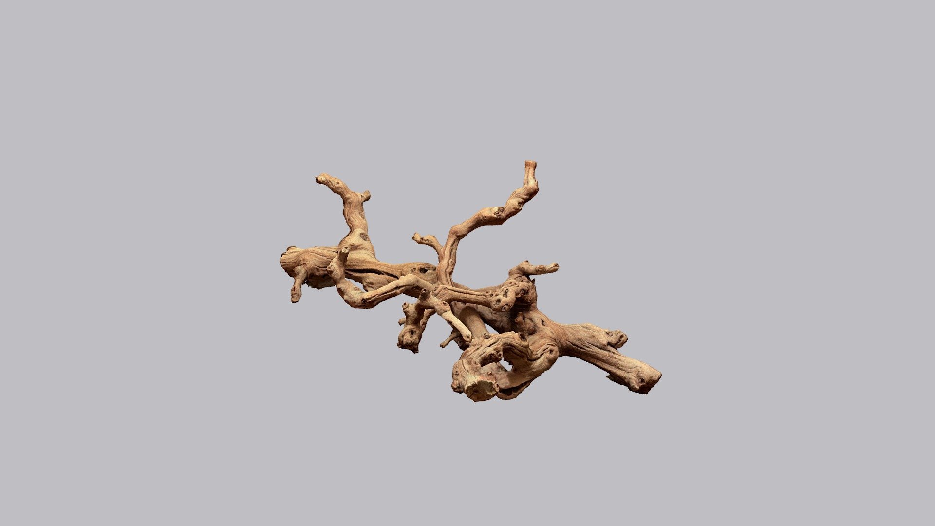 Knotted Drift Wood 3d model