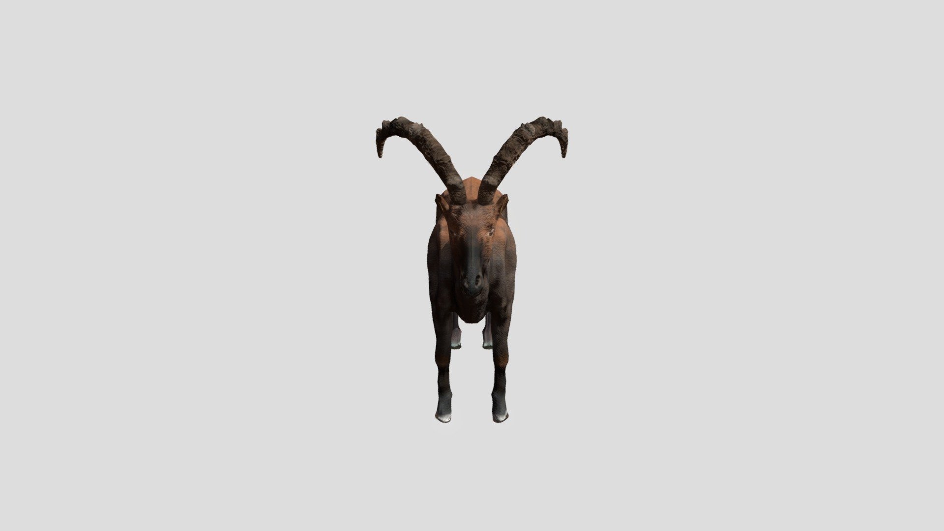 IBEX 3d model