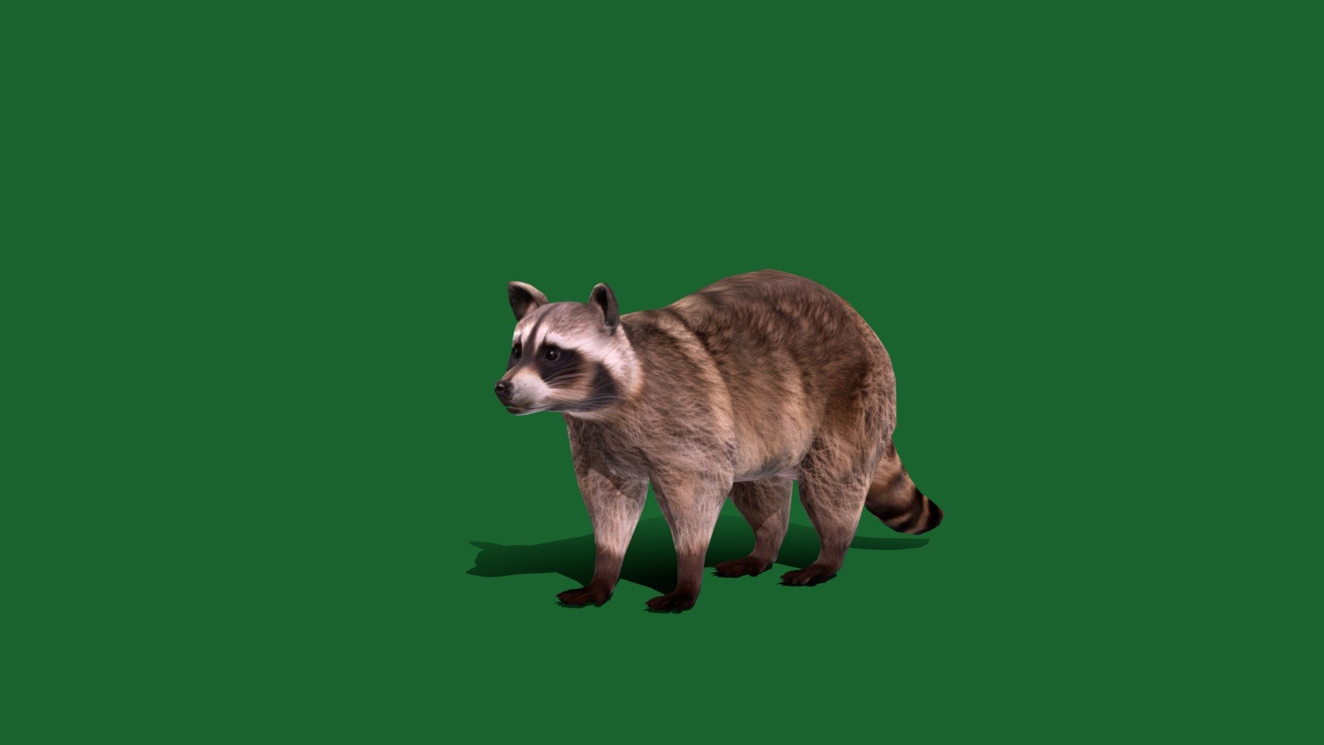 Common Raccoon Mammal (LowPoly) 3d model