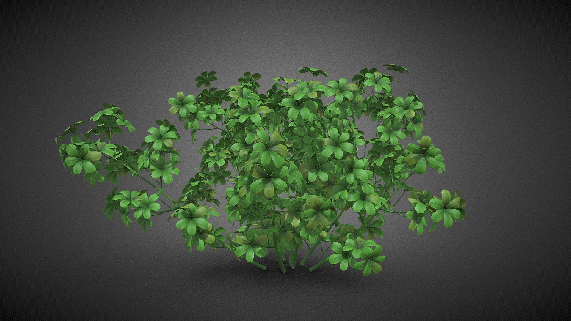 Shrub tree 3d model