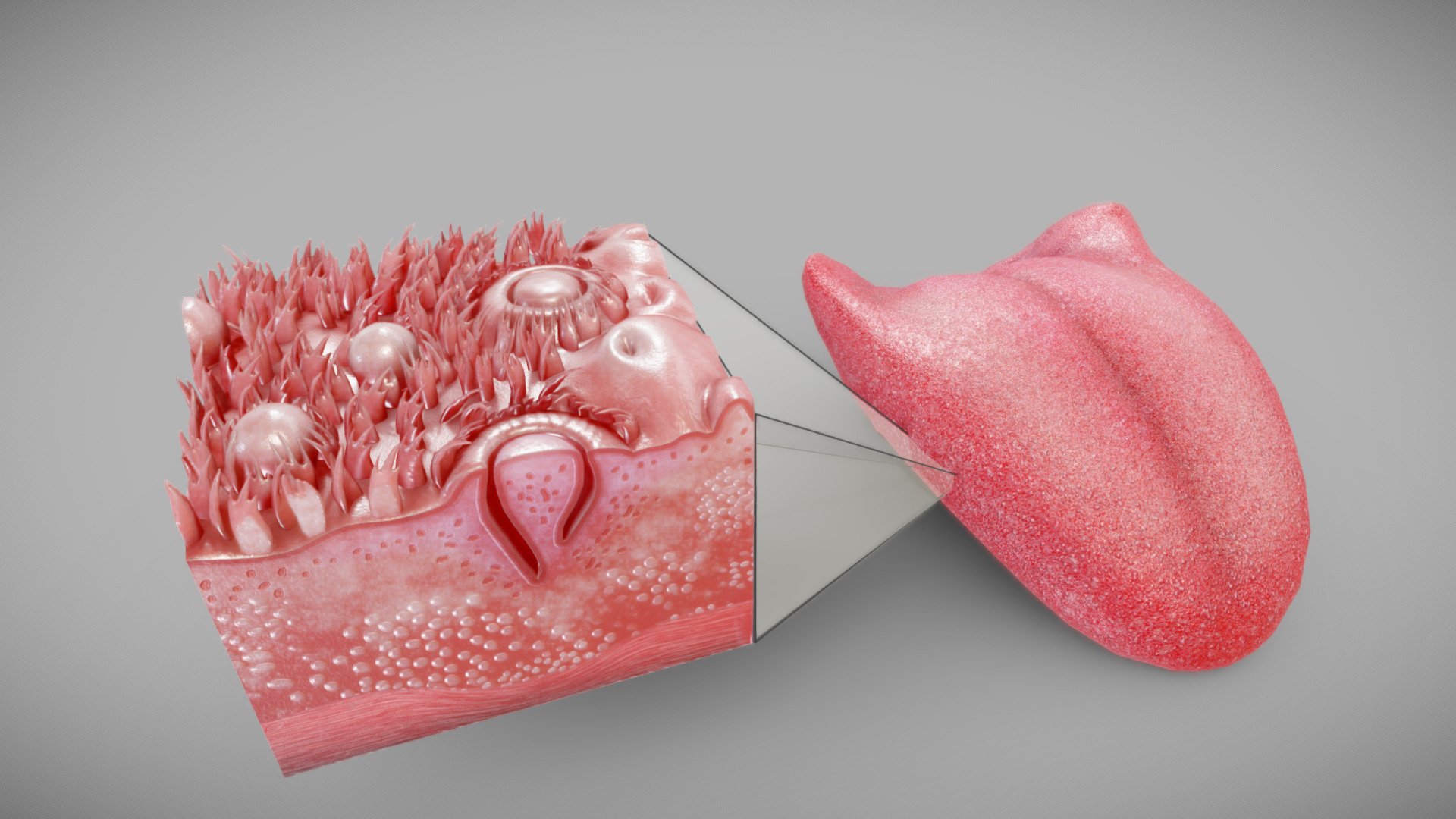 3D Anatomical Tongue with cross-section 3d model