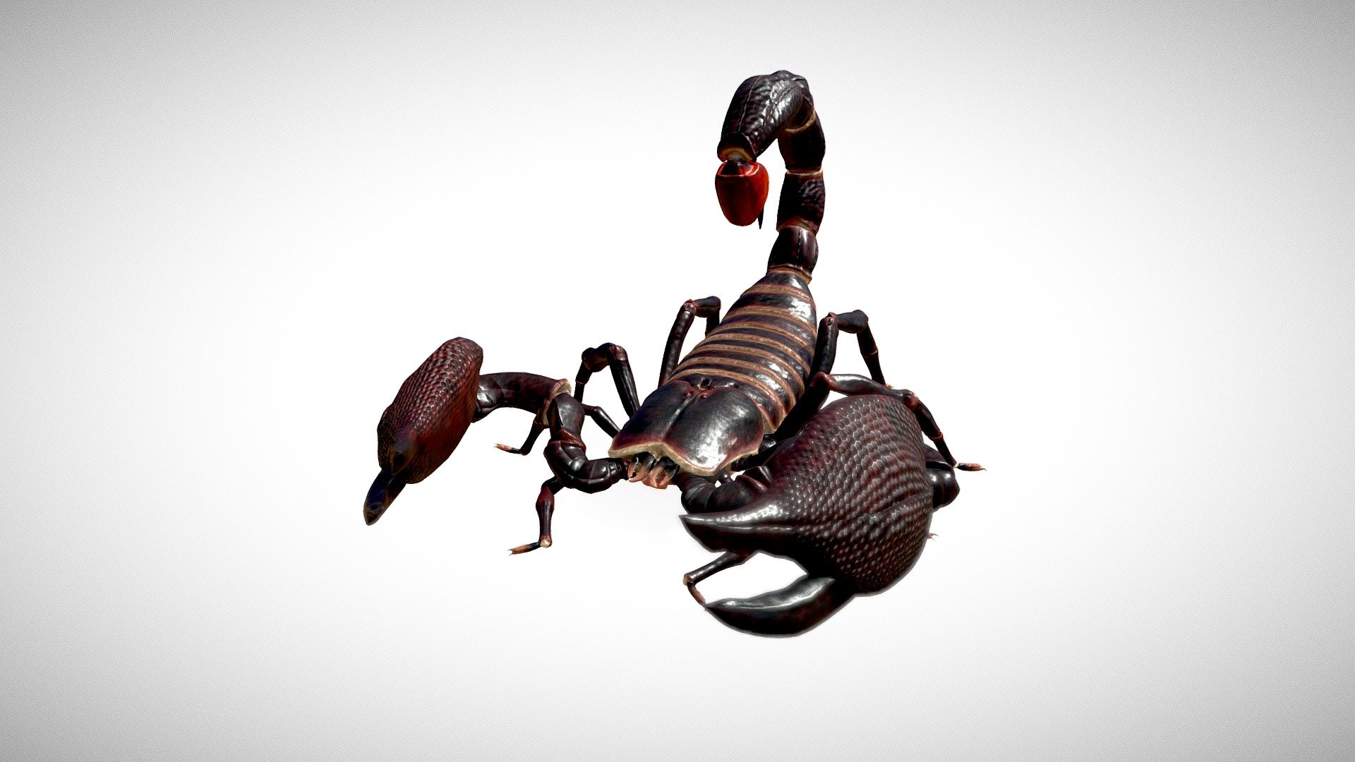 Scorpion 3d model