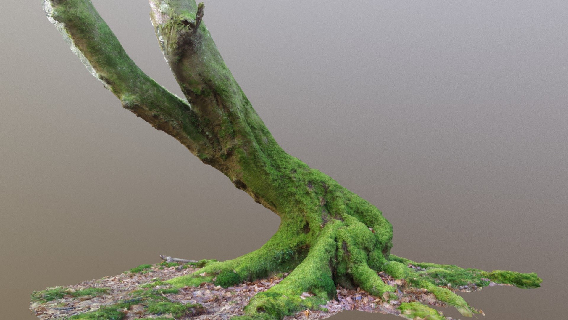 Curvy Mossy Beech Tree 3d model