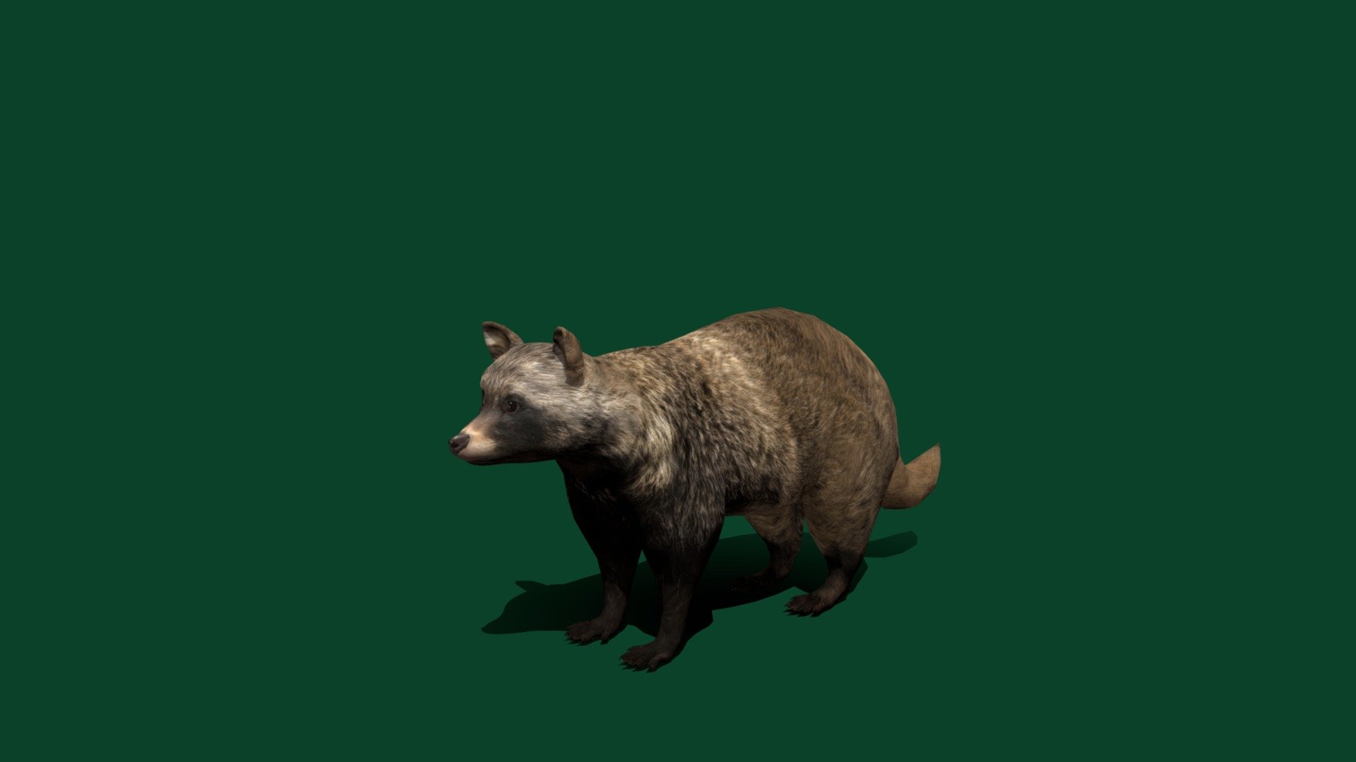 Common Raccoon Dog (Lowpoly) 3d model