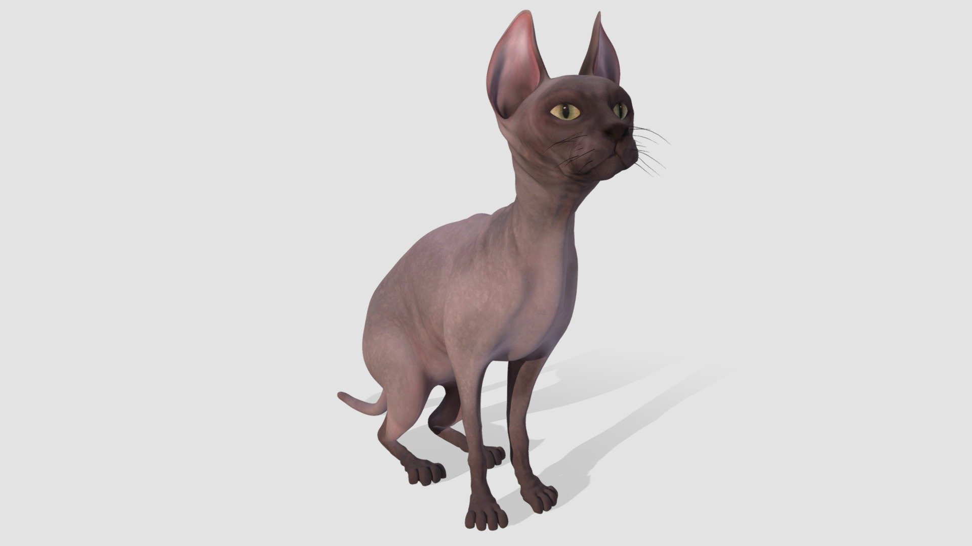 cat 3d model