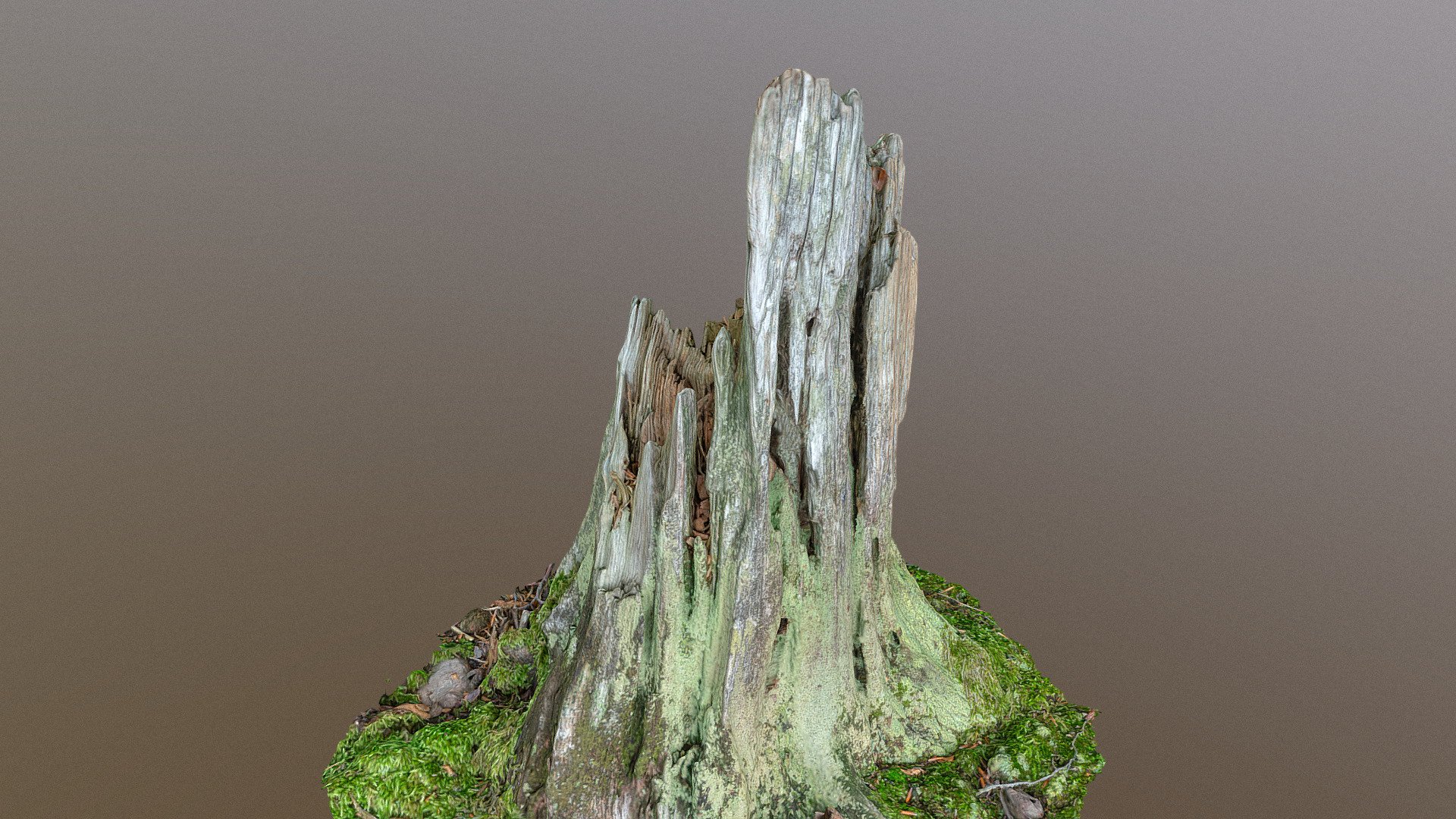 Rotting spruce stump 3d model