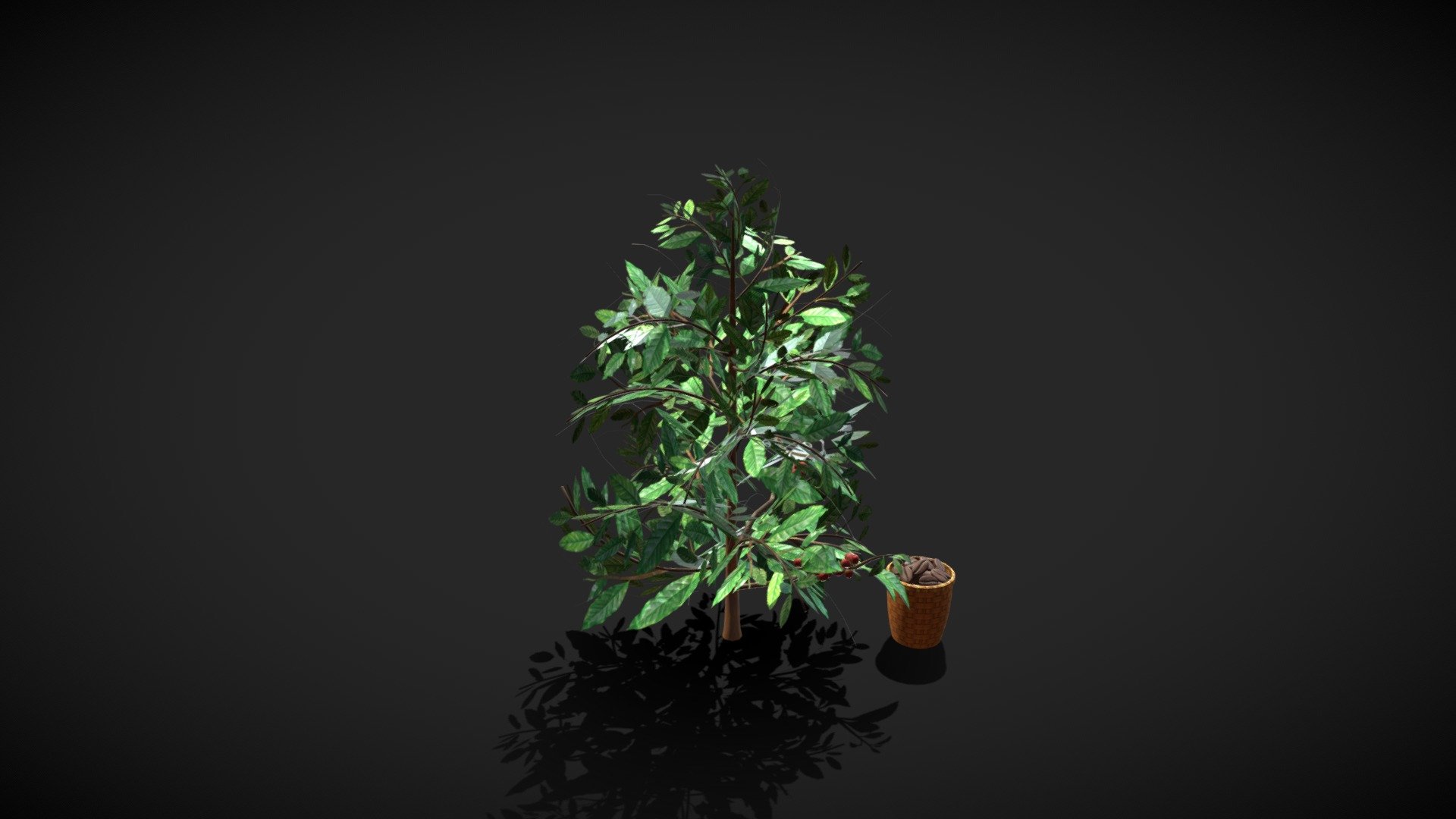 Coffee Tree and Coffee Picking Basket 3d model