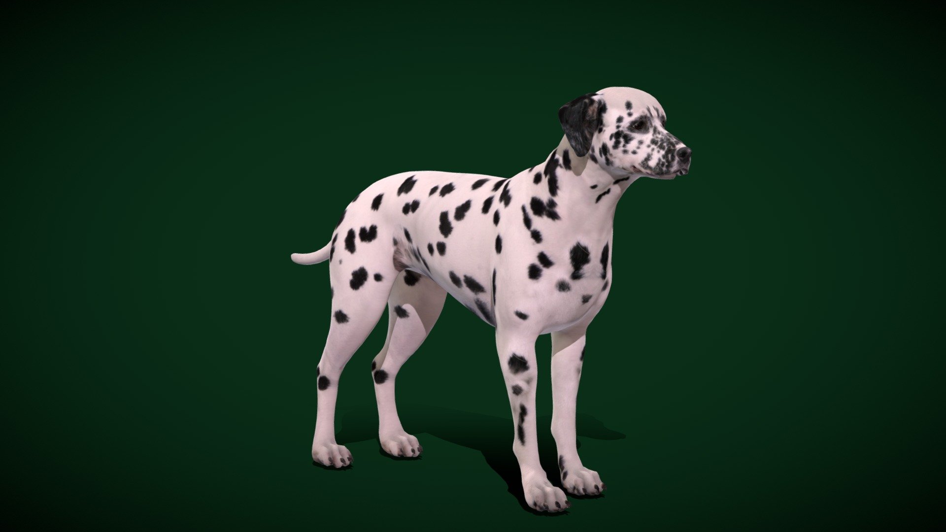 Dalmatian Dog Breed (Game Ready) 3d model