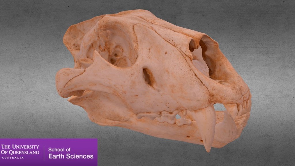 Lion Skull (Panthera leo) 3d model