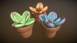 succulent plants