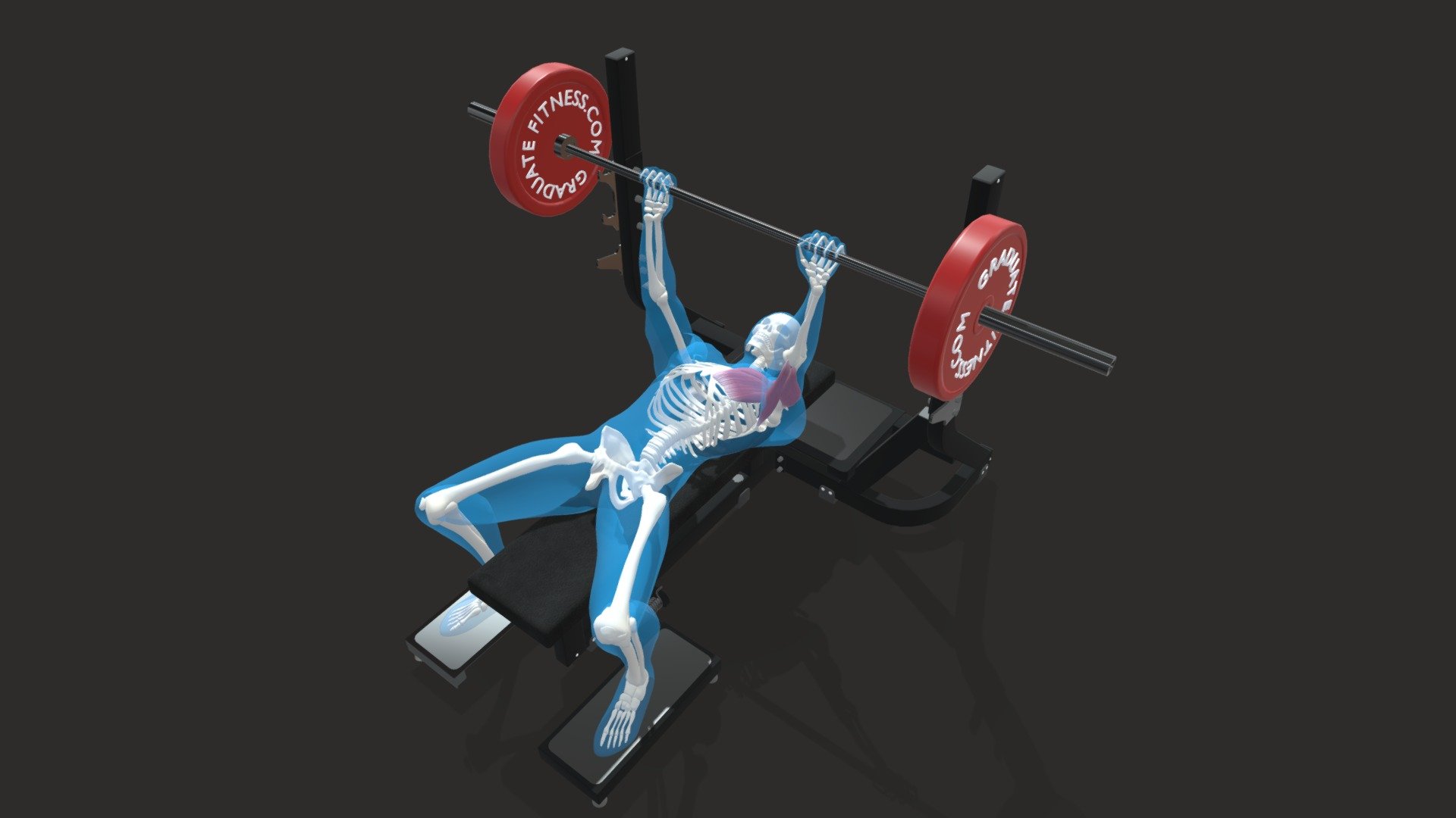 The Barbell Bench Press 3d model