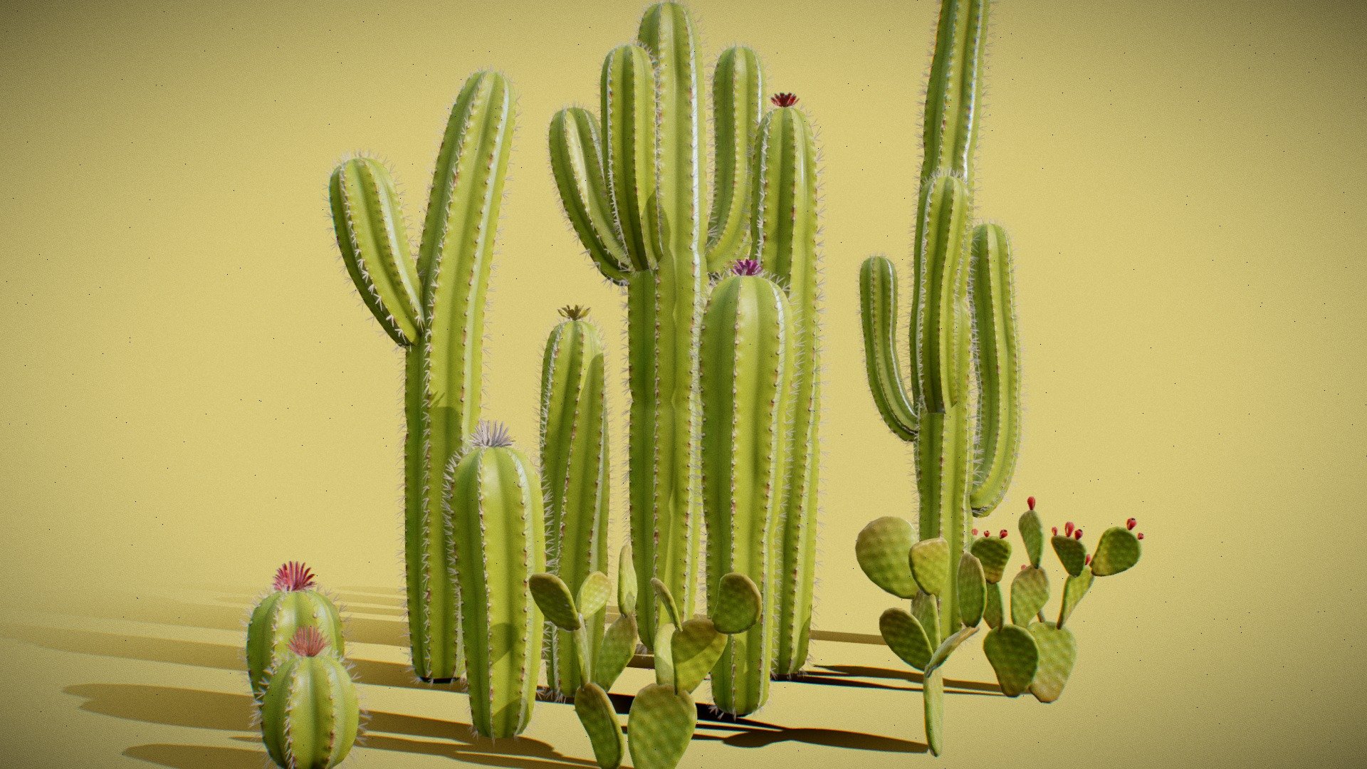 Stylized Cacti / Cactus Pack 3d model