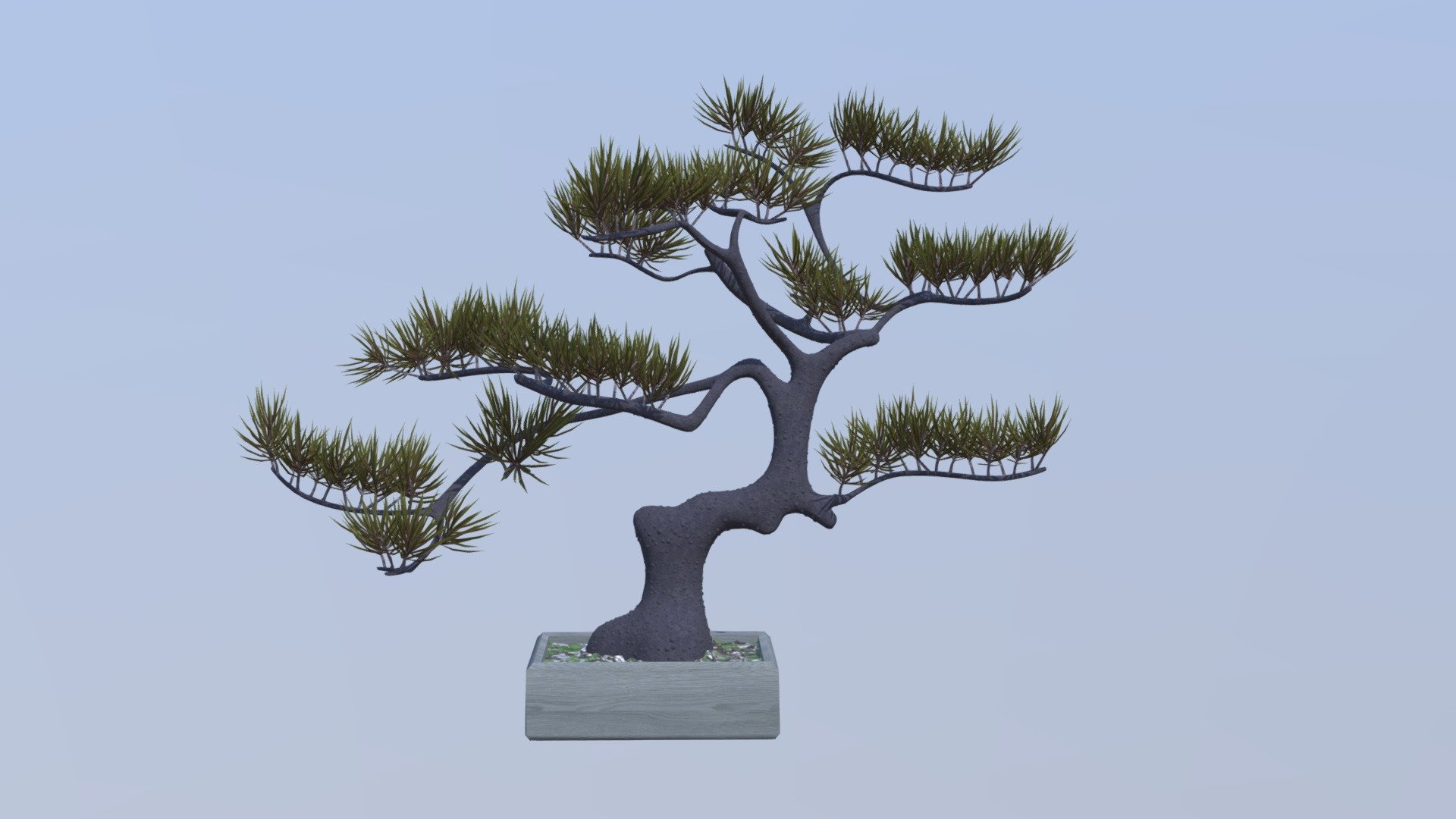 Pine bonsai tree 3d model