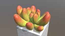 Square Potted Succulent Plant