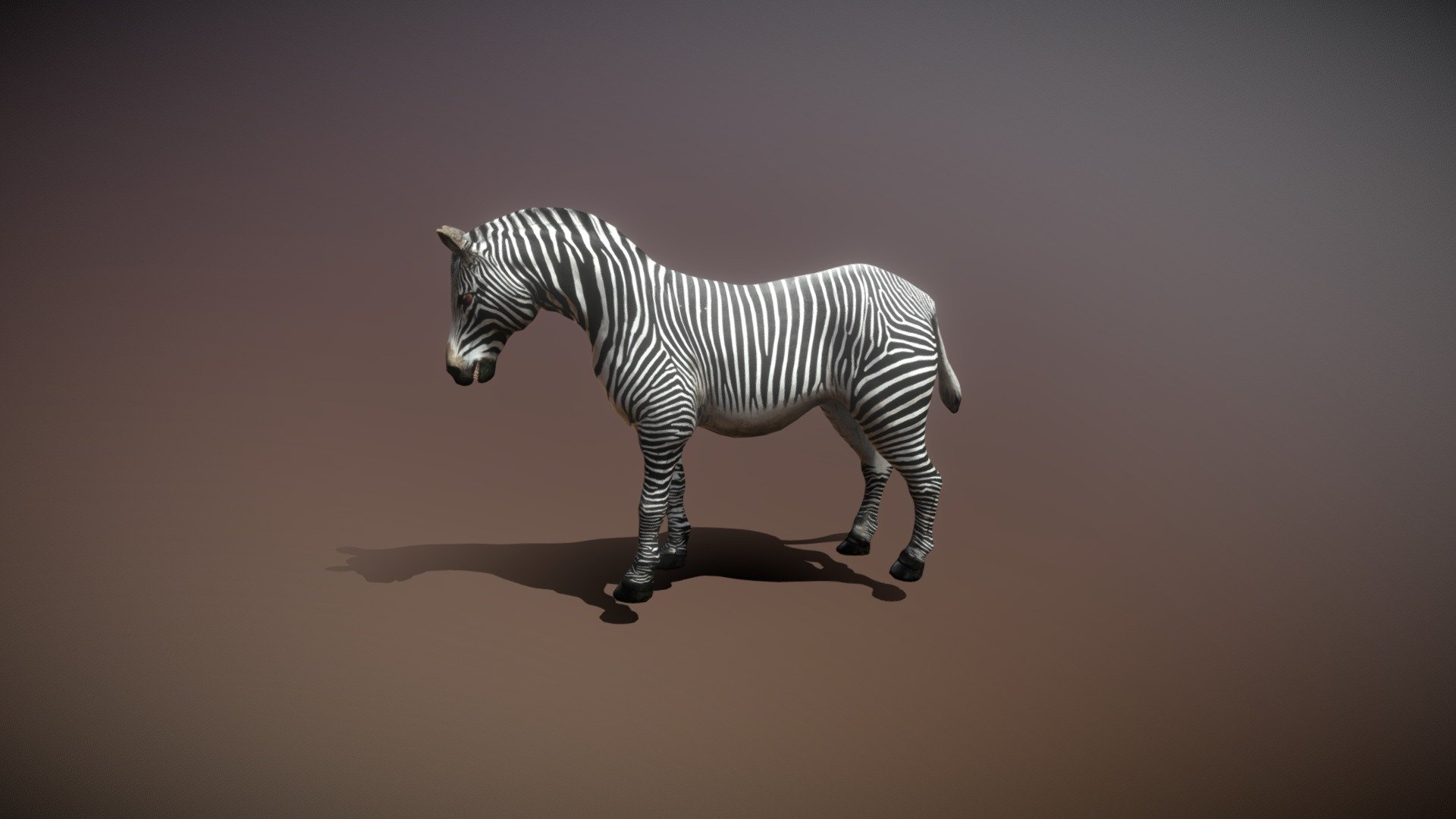 Zebra 3d model