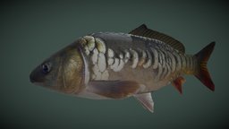 Mirror carp