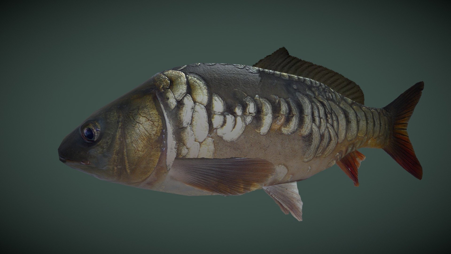 Mirror carp 3d model