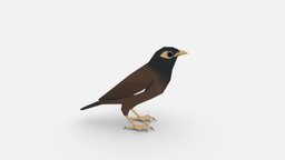 Common myna